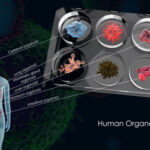 organoids