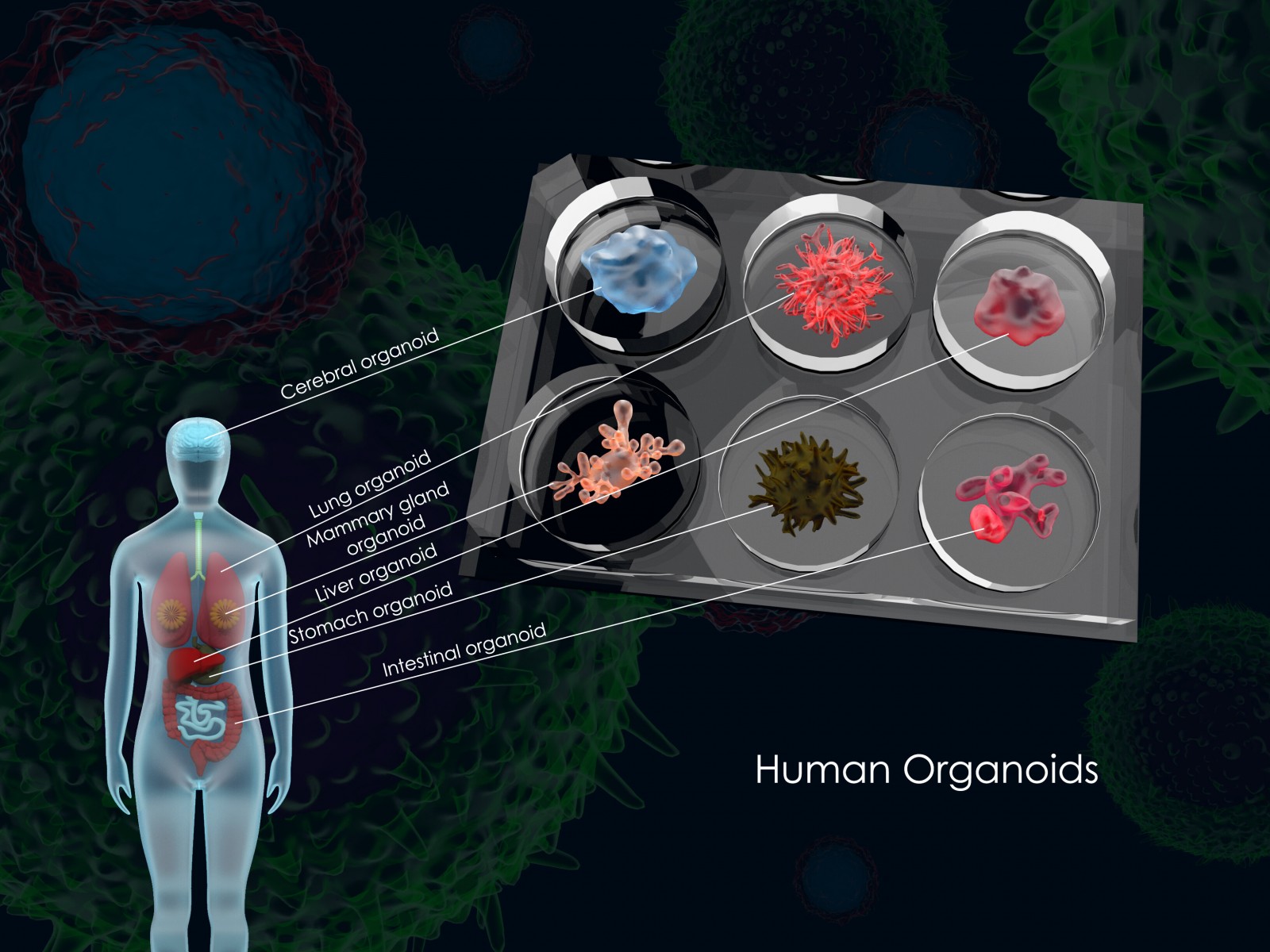 organoids