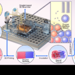 Oxford Researchers Use 3D Printing for Brain Injury Repair