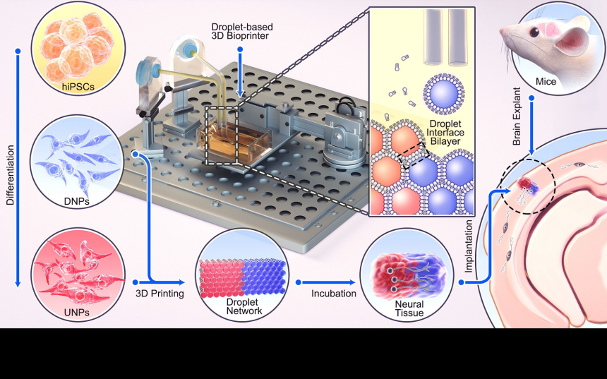 Oxford Researchers Use 3D Printing for Brain Injury Repair
