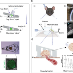 Researchers 3D Print Eye Implant for Diabetes Treatment