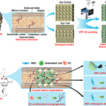 Bioceramic Scaffolds: A Novel Approach to Cranial Bone Regeneration