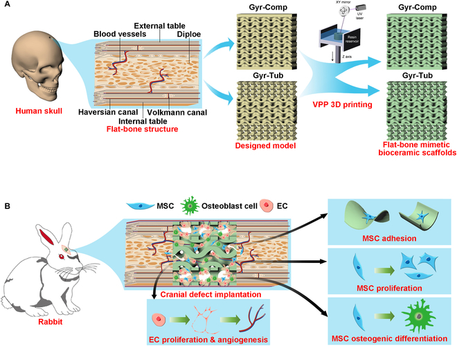 Bioceramic Scaffolds: A Novel Approach to Cranial Bone Regeneration